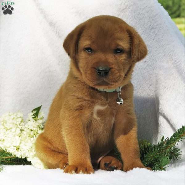 Hickory, Fox Red Labrador Retriever Puppy
